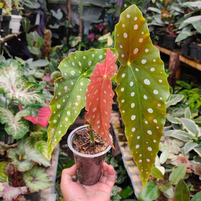 Tanaman hias Indoor dan Outdoor Begonia Polkadot Original Daun Besar