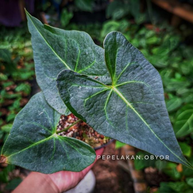 Anthurium Clarinervium X Anthurium Berriozabalense