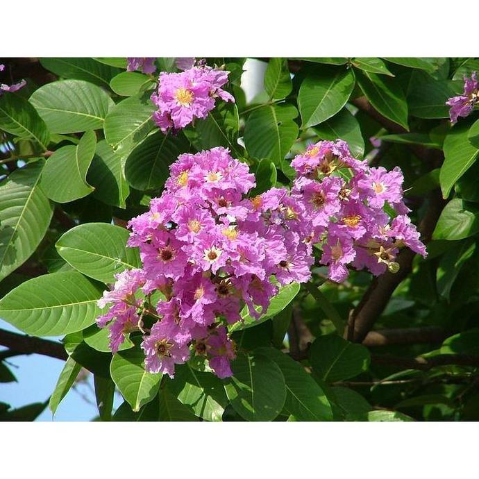 Pohon Bungur Sakura Tinggi 2 Meter | Pohon Pelindung Bungur Tinggi 2 Meter