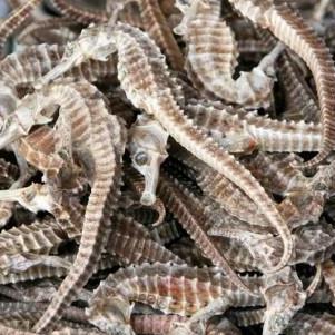 kuda laut kering asli besar 8cm 3biji