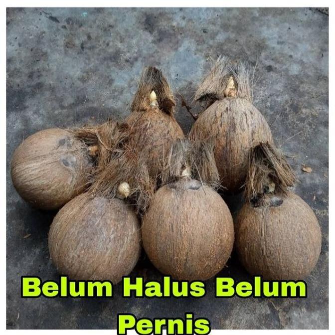 Bonsai Kelapa/Bahan Bonsai Kelapa/Bonsai Kelapa Gading/Bonsai minion