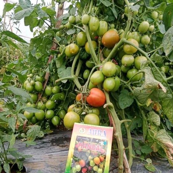 Benih Bibit Tomat Handal F1 (Perawatan Mudah Tahan Virus dan Umur pendek Genjah menguntungkan petani