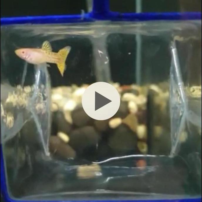 Guppy Amssyl / Albino metal snake skin yellow lace juve