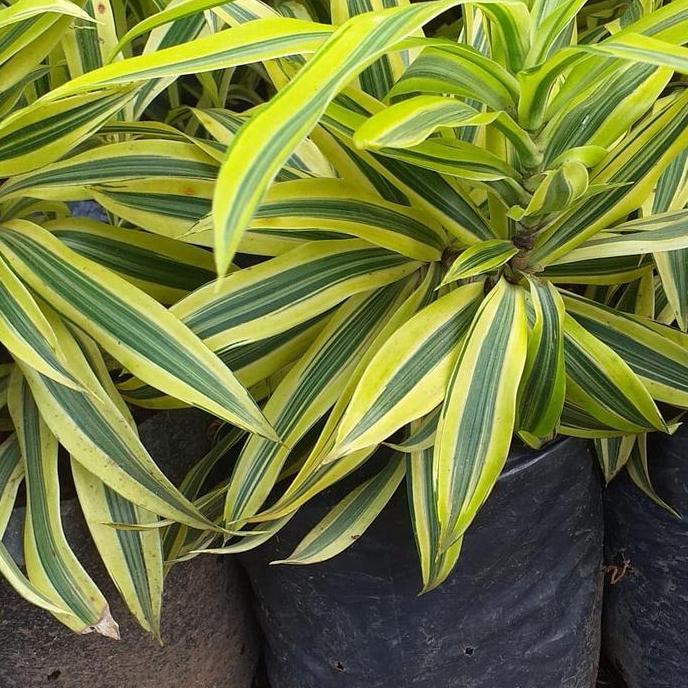 tanaman hias suji kuning