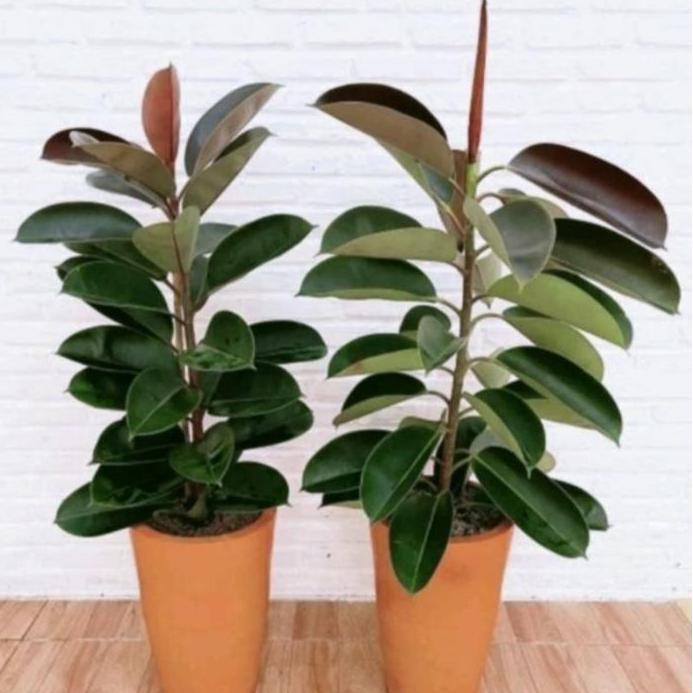 Tanaman Hias karet Kebo  Daun Tebal Tanaman Indoor Outdoor