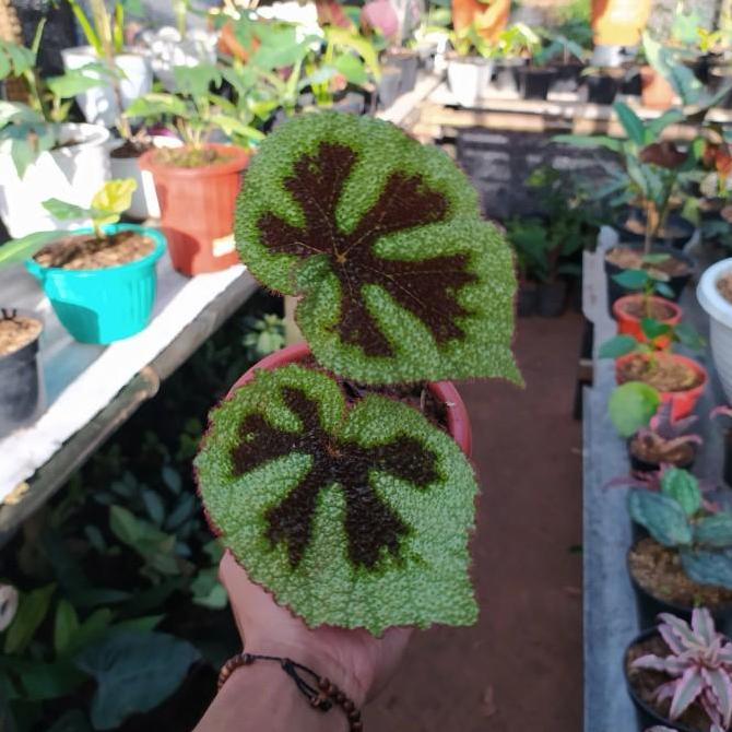 tanaman begonia iron cross - begonia tapak macan - begonia