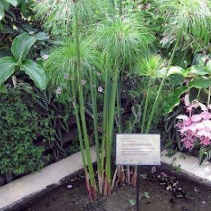 Tanaman hias papyrus Giant. tanaman papirus air