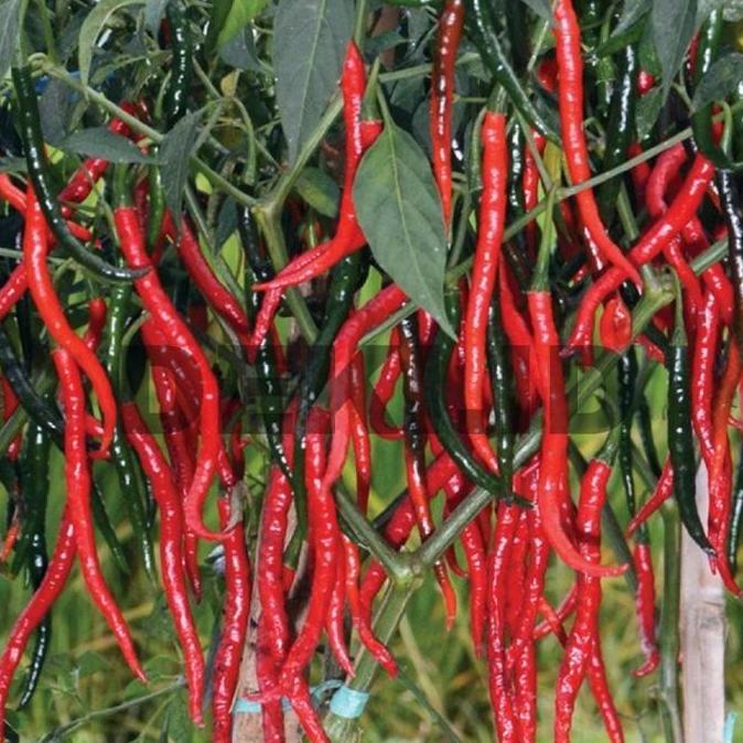 Benih Cabe Merah Keriting Serayu F1 10 Gr Bibit Cabai Kriting MMT