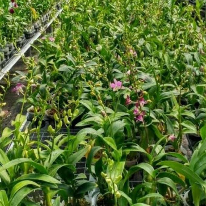 Anggrek Dendrobium Mored Blue Spike - Anggrek Dendrobium Spike