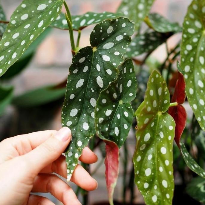 Tanaman hias Indoor dan Outdoor Begonia Polkadot Original Daun Besar