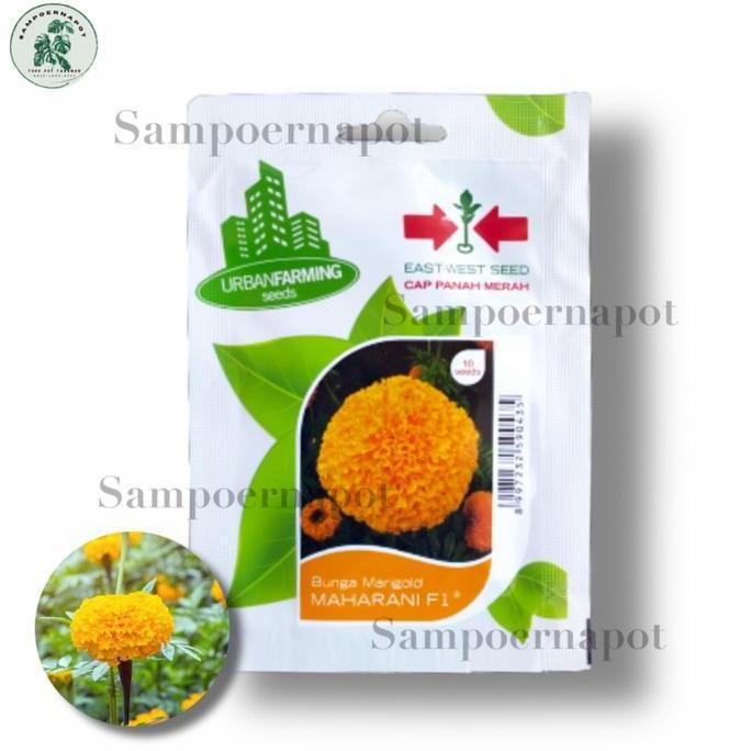 benih bibit bunga marigold Maharani f1 cap panah merah - MAHARANI F1