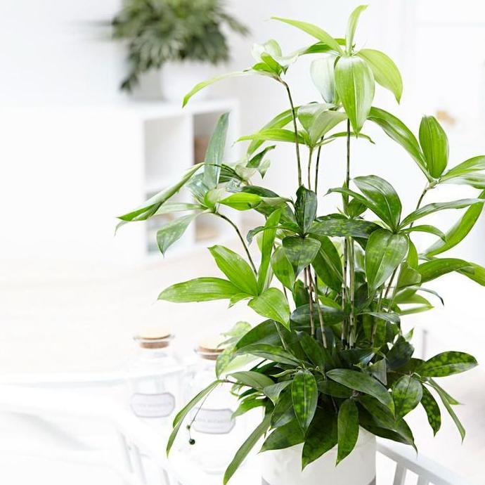 Tanaman bambu brasena ijo