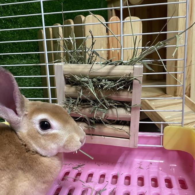 FLO WOOD HAY RACK / hay rack kelinci guinea pig / tempat pakan kelinci
