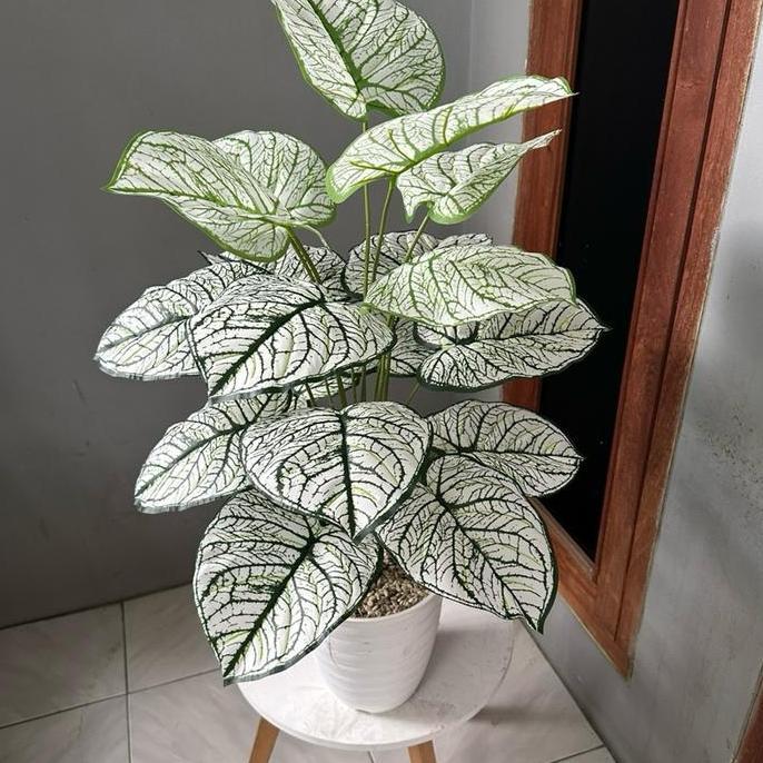 TANAMAN KELADI PALSU KODE A (SUDAH TERMASUK POT) Plastik Pot Bunga