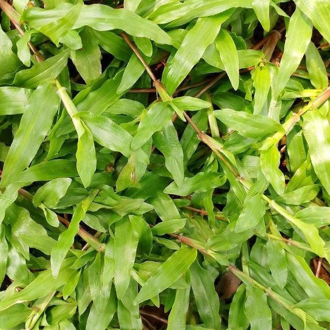 rumput gajah biasa paitan super