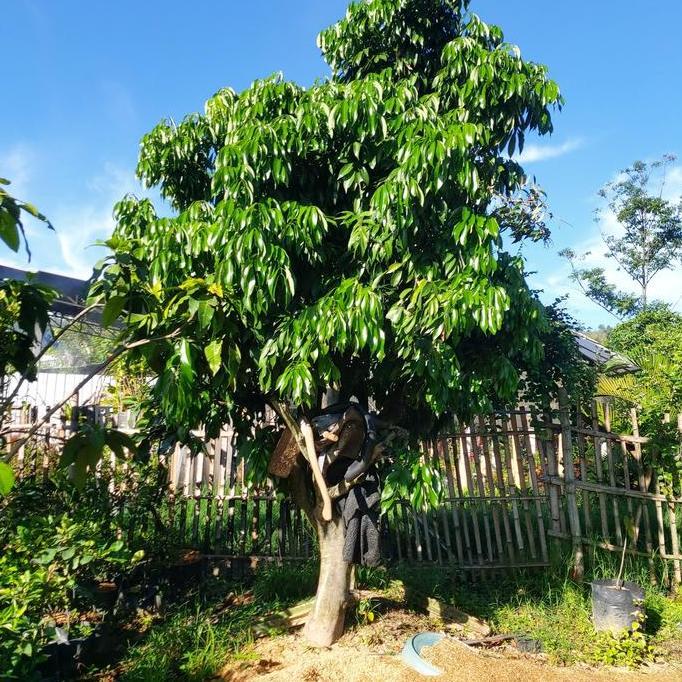 pohon leci kom merah berbuah batang besar