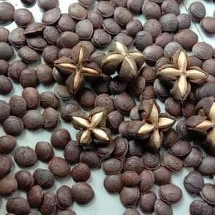 biji benih bibit kacang sacha inchi saca inci 1 kg