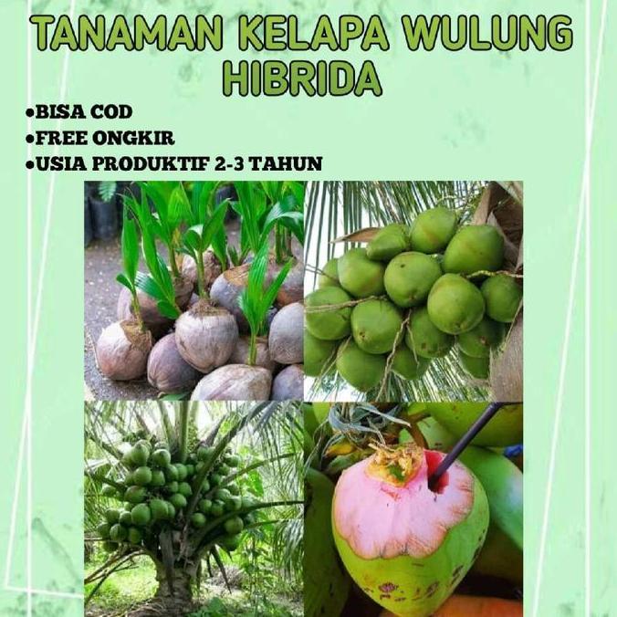 BIBIT TANAMAN KELAPA WULUNG HIBRIDA Artifical