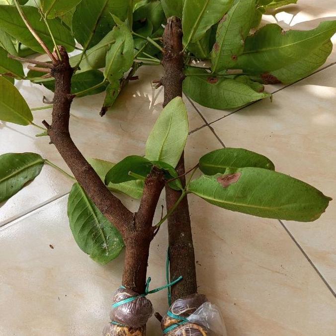 cangkokan jambu citra jumbo