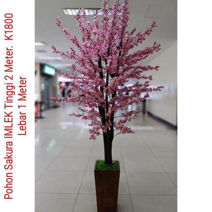Pohon meihua sakura imlek angpao besar tinggi 2 m meter RG