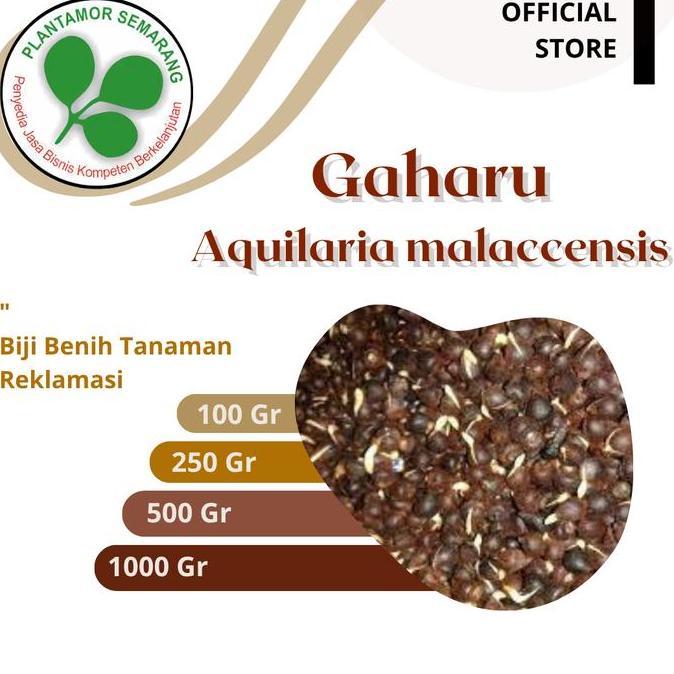 Biji Gaharu (Aquilaria malaccensis)/ Kayu Keras Reklamasi