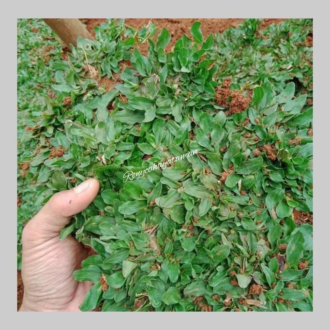 bibit rumput gajah mini/rumput gajah mini super