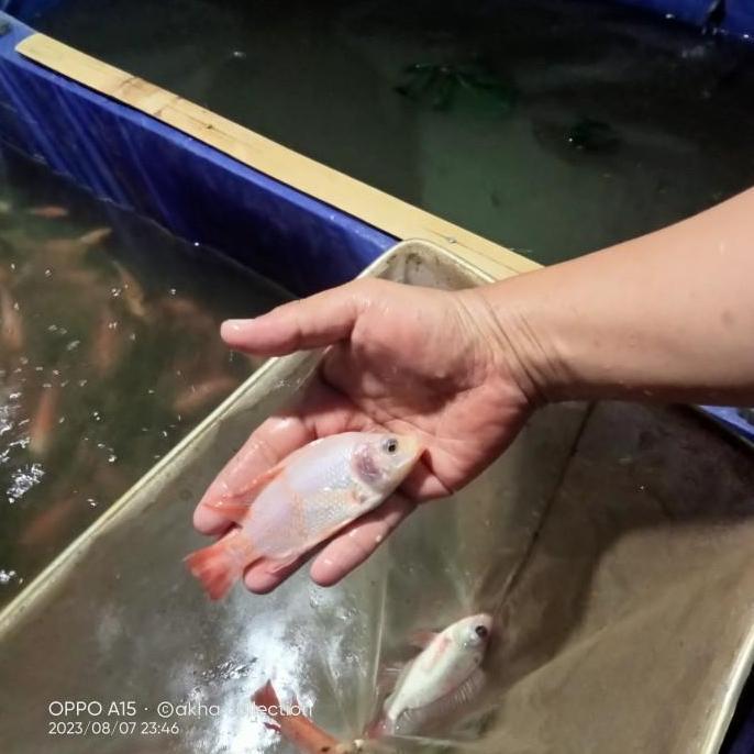 bibit nila merah bangkok super