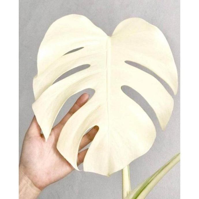 bonggol monstera marmorata variegata albino