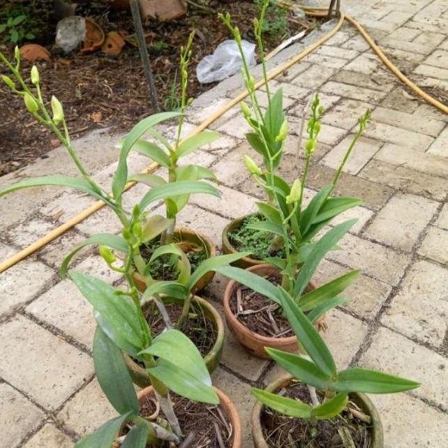 Paket 6 Tanaman Anggrek Dendrobium Sudah Berbunga Kenop
