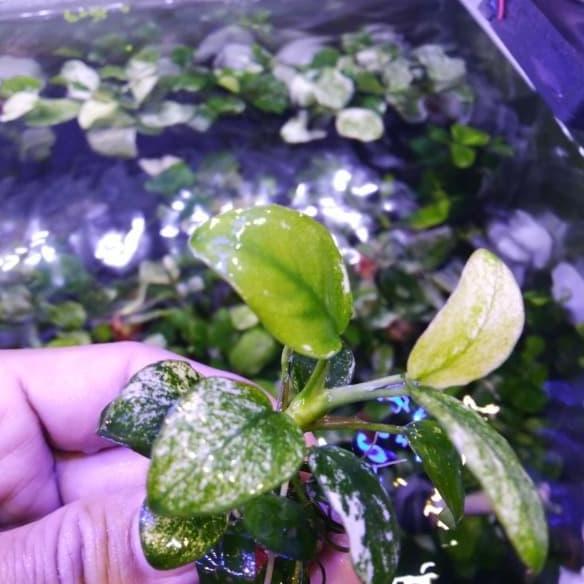 Anubias nana pinto mother plant full daun air