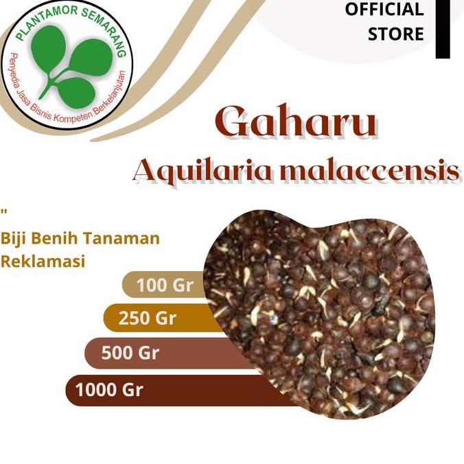 Biji Gaharu (Aquilaria malaccensis)/ Kayu Keras Reklamasi