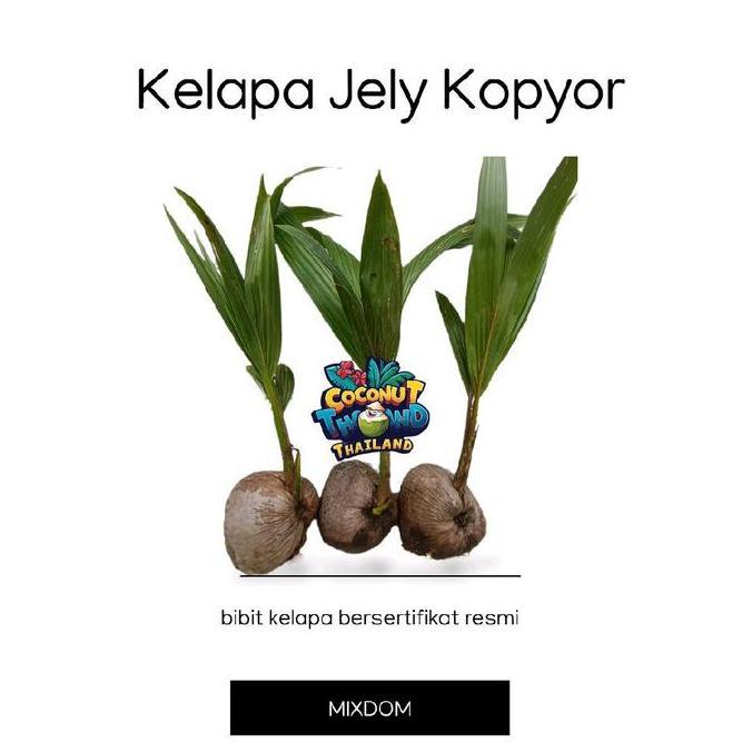 bibit kelapa kopyor jelly thailand cepat berbuah bersertifikat resmi original valid