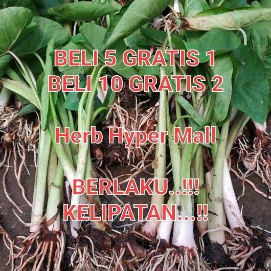 BIBIT TALAS KETAN BOGOR