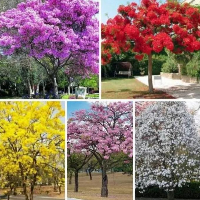 Tanaman Tabebuya Varian Warna Pohon Tabebuya Bibit Tanaman Tabebuya