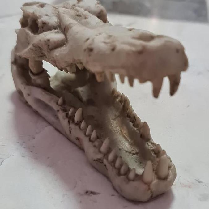 SOLALA Tengkorak Buaya Fosil Hiasan Akuarium Terarium Dll