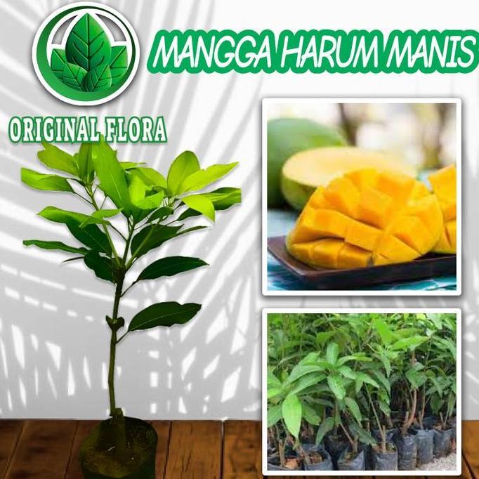 Bibit Mangga Harum Manis Pohon Mangga Bibit Buah Mangga Harum Manis valid