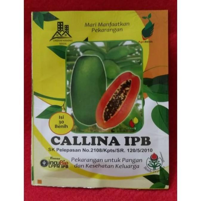 Benih Pepaya Callina IPB (IPB9)