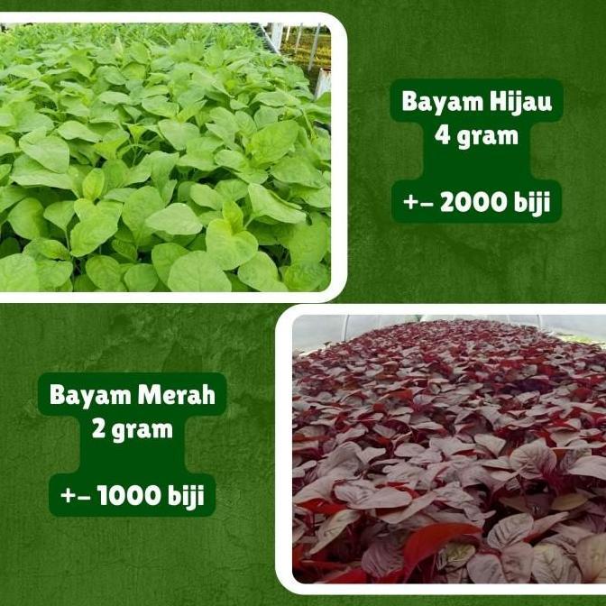 Paket Benih Bibit Sayuran Daun Lengkap 10 Jenis Benih Sayuran