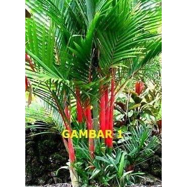 Bibit Palem Merah Pohon Palem Merah Palem Lipstik Cyrtostachys lakka