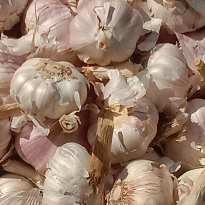 Foodtwin- Bawang Putih Honan Kotor 1Kg