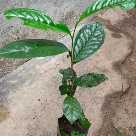 Bibit Pohon Daun Teh Hijau - Tanaman Herbal asli TARAJU