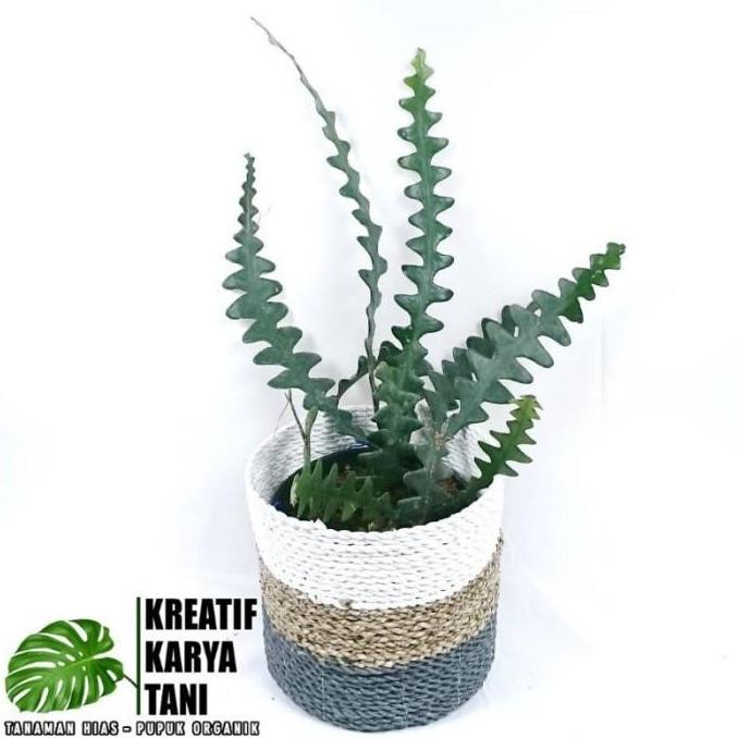 Tanaman Hias Wijaya Kusuma Keris - Wijaya Keris - Bunga Wijaya Kusuma