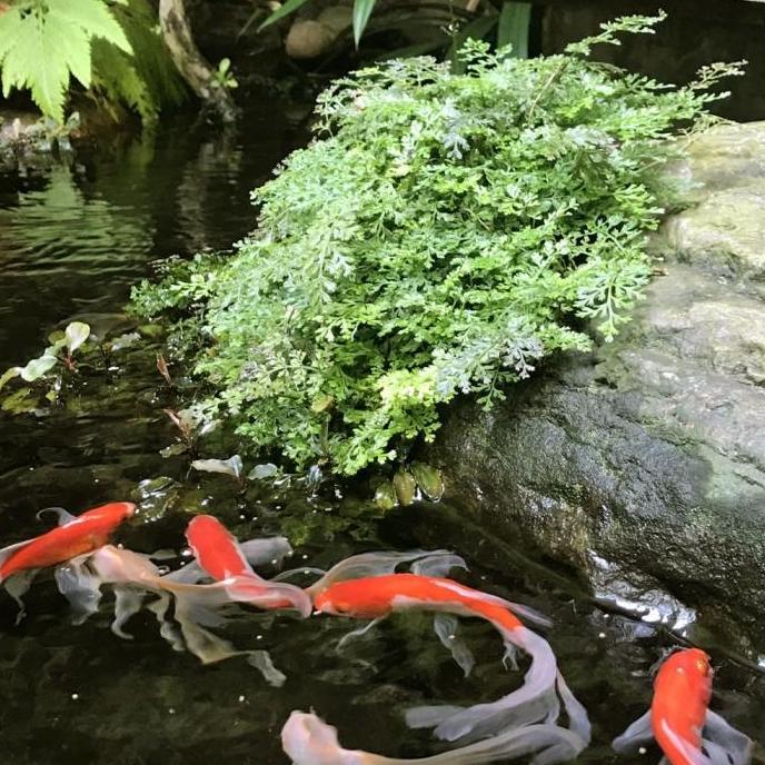 Bolbitis Heteroclita Difformis 'Mini Bolbitis' - Tanaman Paludarium