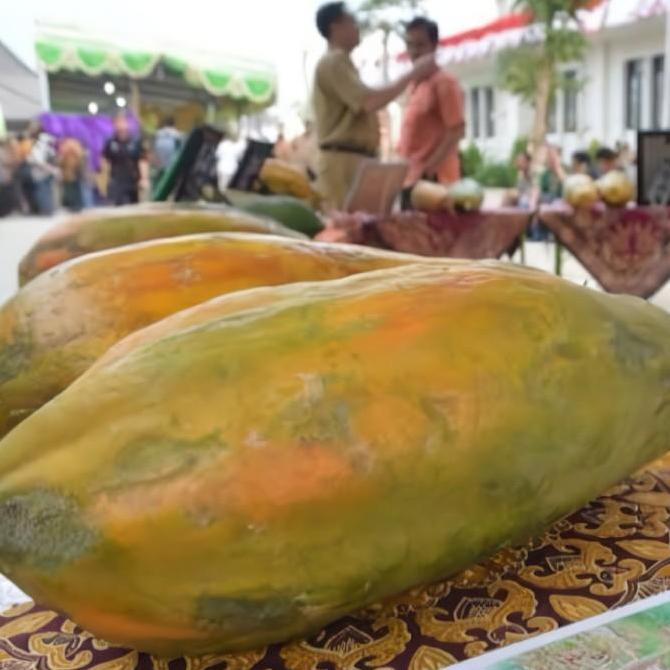 Biji Benih Pepaya Raksasa F1 Import / Benih Pepaya Raksasa Langka Unik