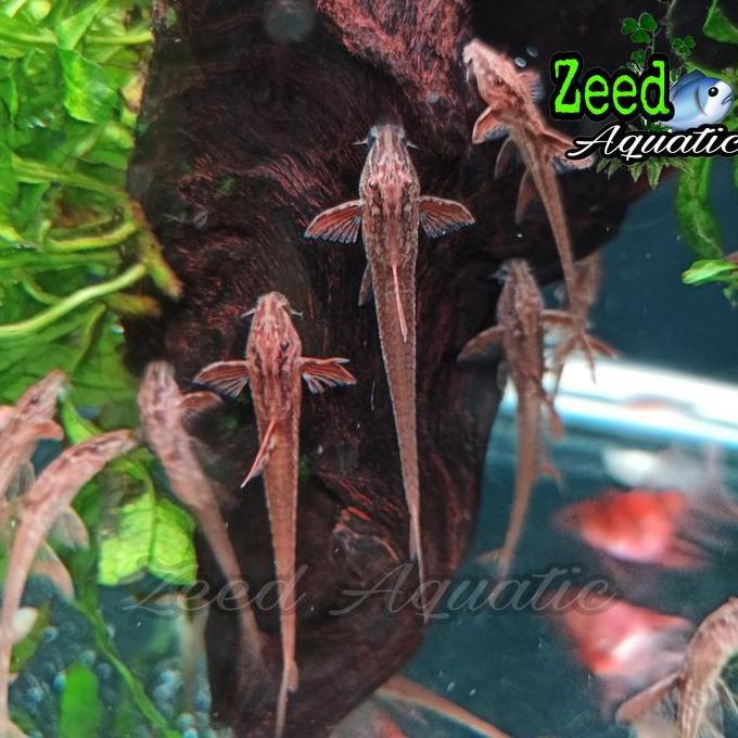 Fishboy- Ikan Hias Air Tawar Red Lizard Sapu Sapu Helicopter  Hiasan Aquarium Aquascape Paludarium B