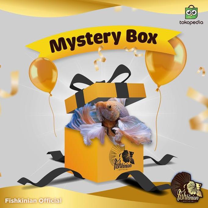 Fishboy- Mystery Box Ikan Cupang Fishkinian Official + Perlengkapan Lengkap