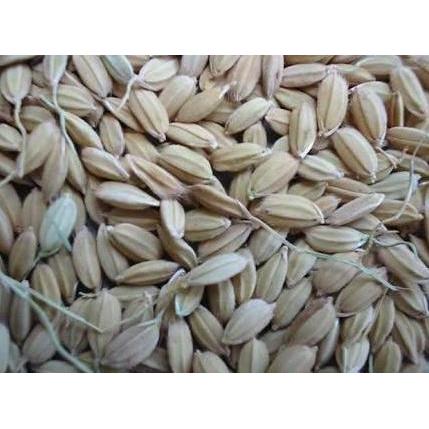 Bridwoi- Gabah Lampung / Gabah Bangkok Kecil 1 Kg