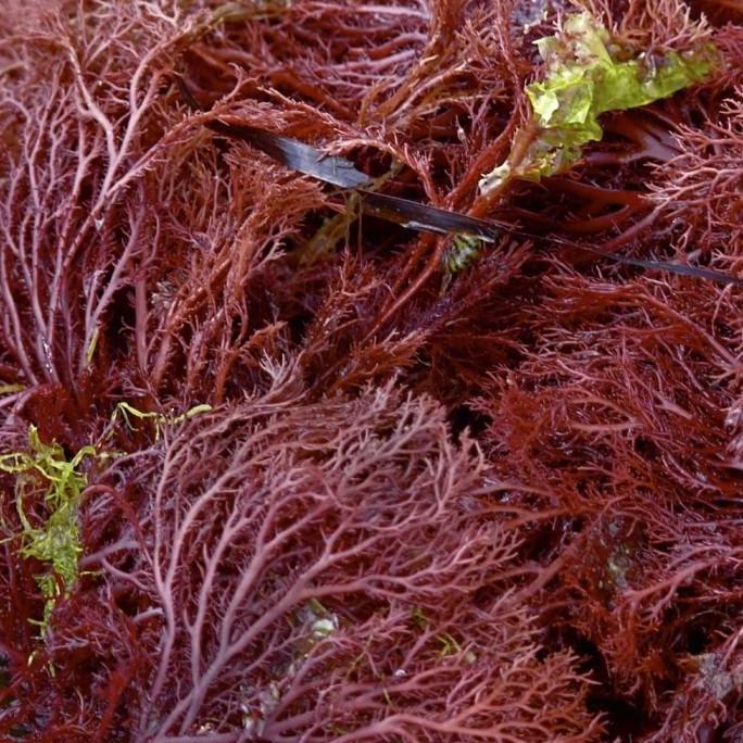 Jual Karagenan / Carrageenan Powder / Karaginan / Iota 100 Gr Murah