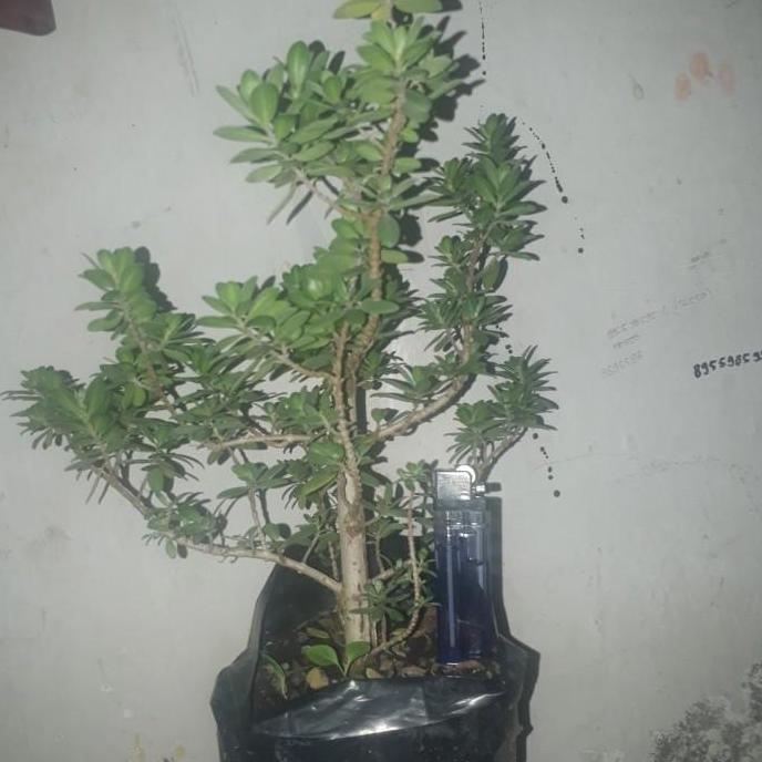 bibit tanaman santigi mawar ,bahan bonsai