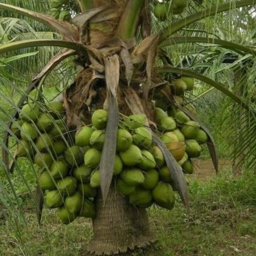 Bibit kelapa hibrida super genjah